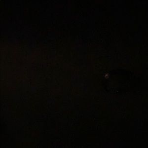 Meet your Posher, Julian